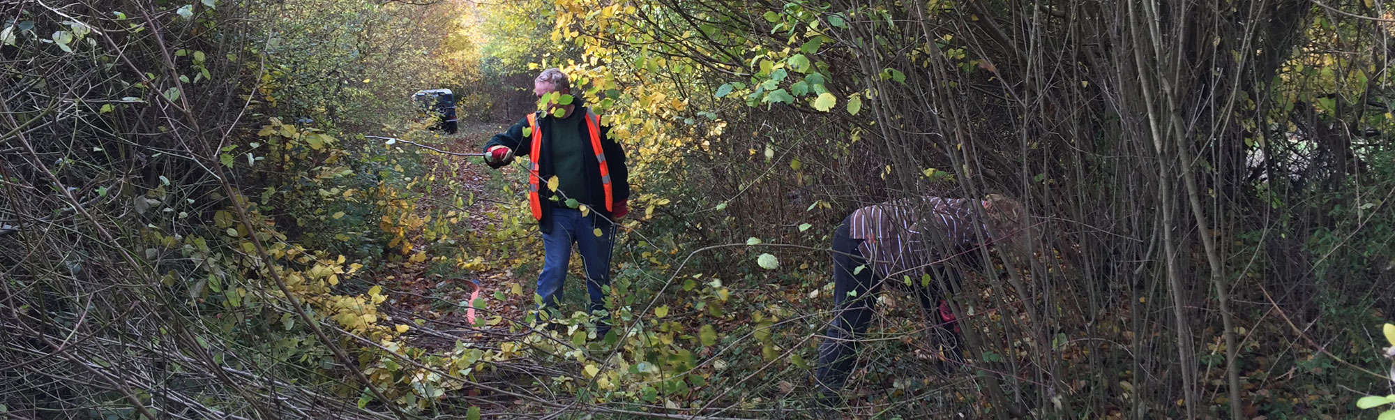 Cutting back the undergrowth